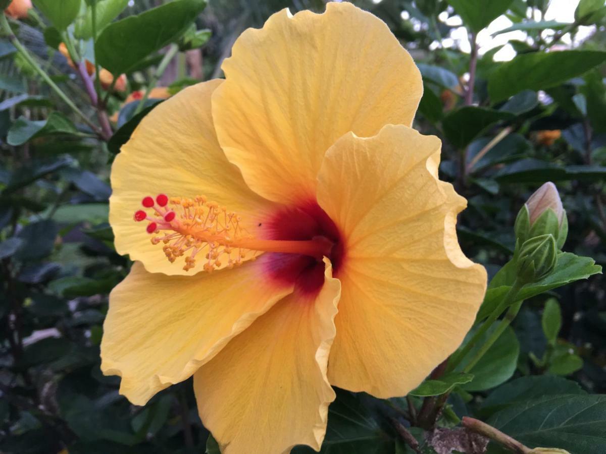 Mediteranean Style Ohana Rental / Garden Bungalow In Pahoa Honolulu Landing 외부 사진