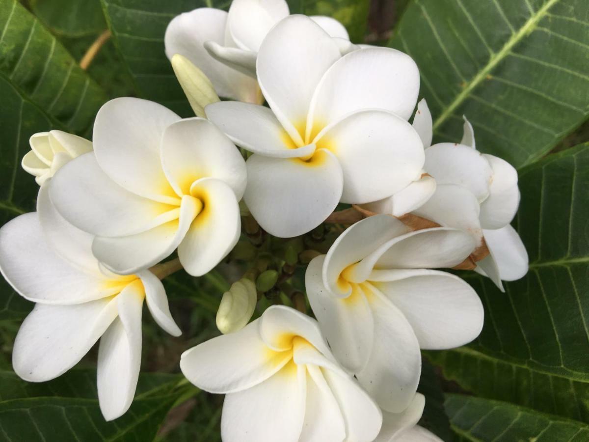 Mediteranean Style Ohana Rental / Garden Bungalow In Pahoa Honolulu Landing 외부 사진